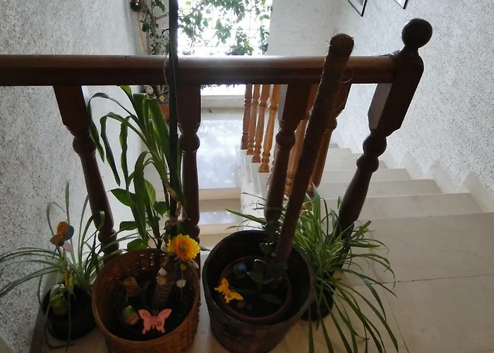 Guest house Radojka 3*